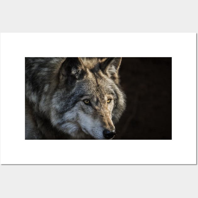 Timber Wolf Wall Art by jaydee1400